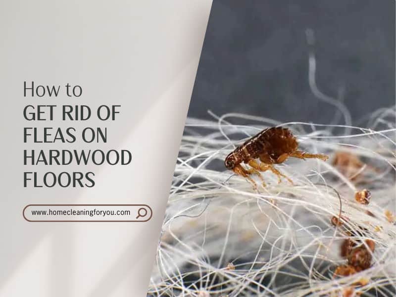 How To Get Rid Of Fleas On Hardwood Floors