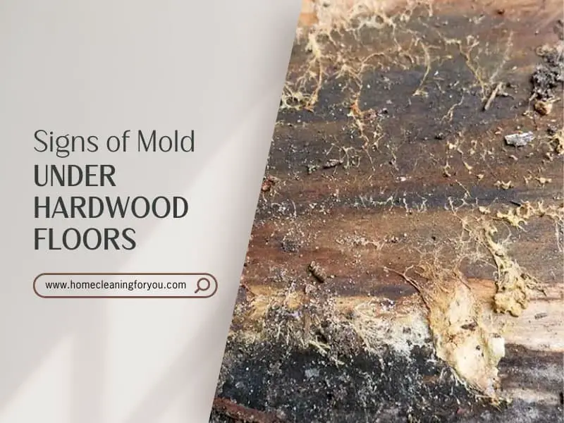 Signs Of Mold Under Hardwood Floors